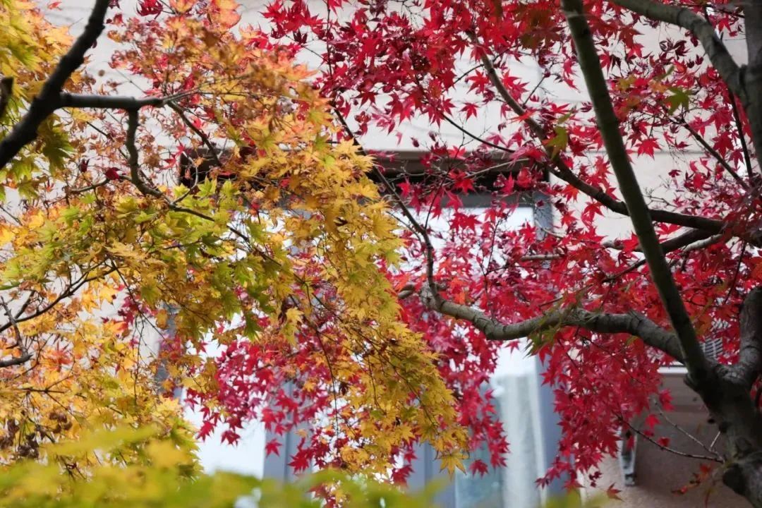 上海财经大学招聘公告_上海财经大学2025招生简章_上海财经大学辅导员招聘条件